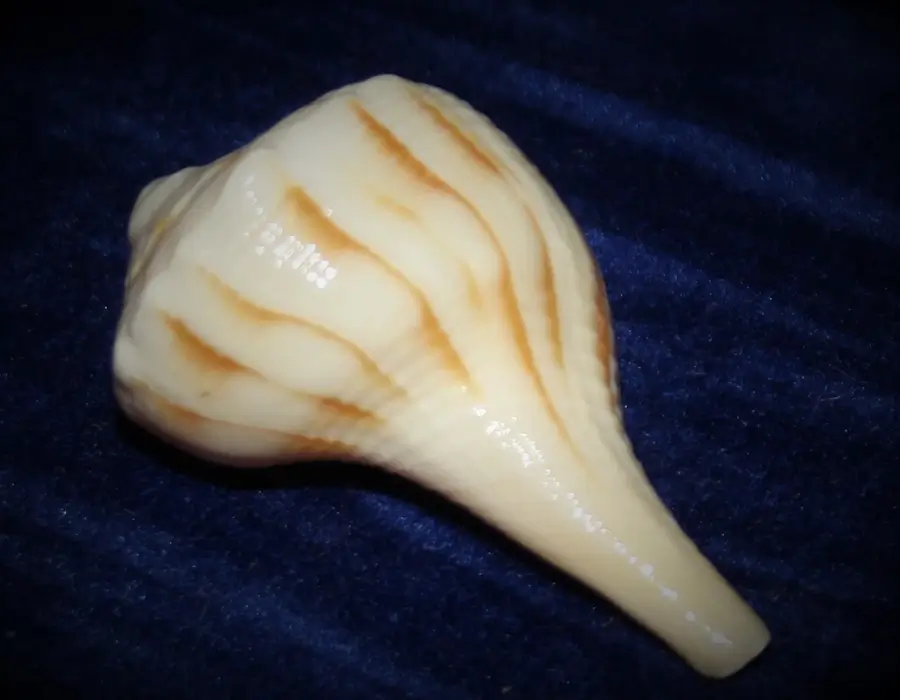 Kleine Muschel